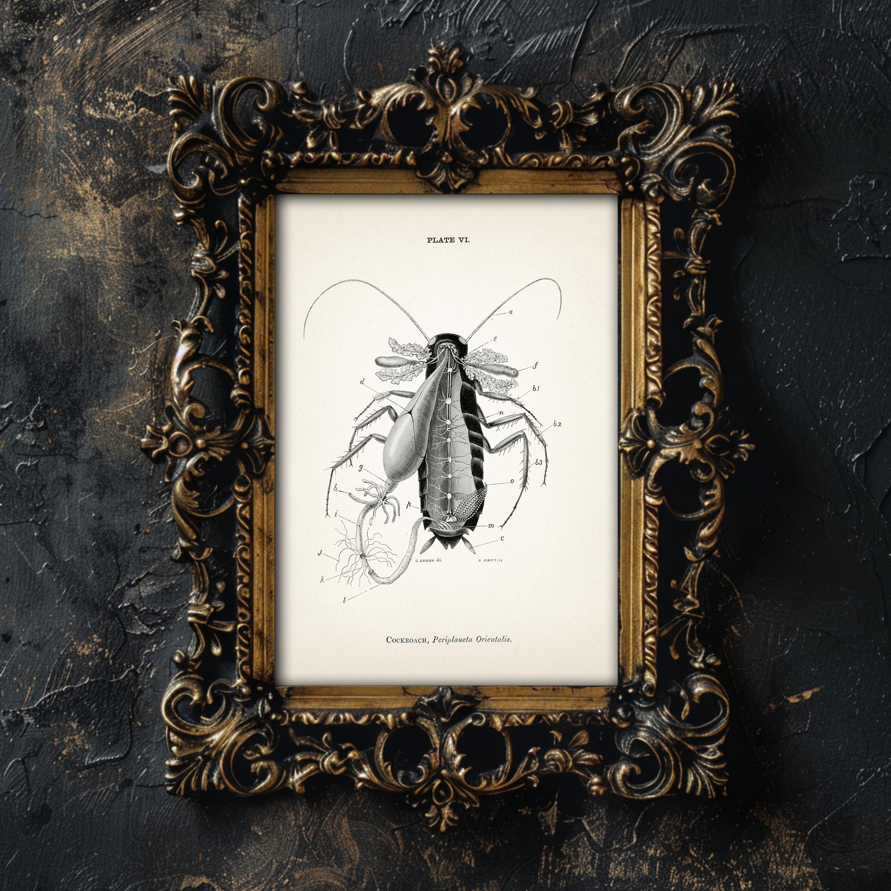 Cockroach Dissection Anatomy Diagram [1870] AN-17 - Fine Art Print of a ...