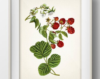 Vintage Raspberry Print 2- PL-45 - Fine art print of a vintage natural history academia illustration