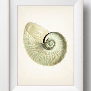 Blue Nautilus Shell No. 52 - SH-52 - Fine art print of a vintage natural history academia illustration