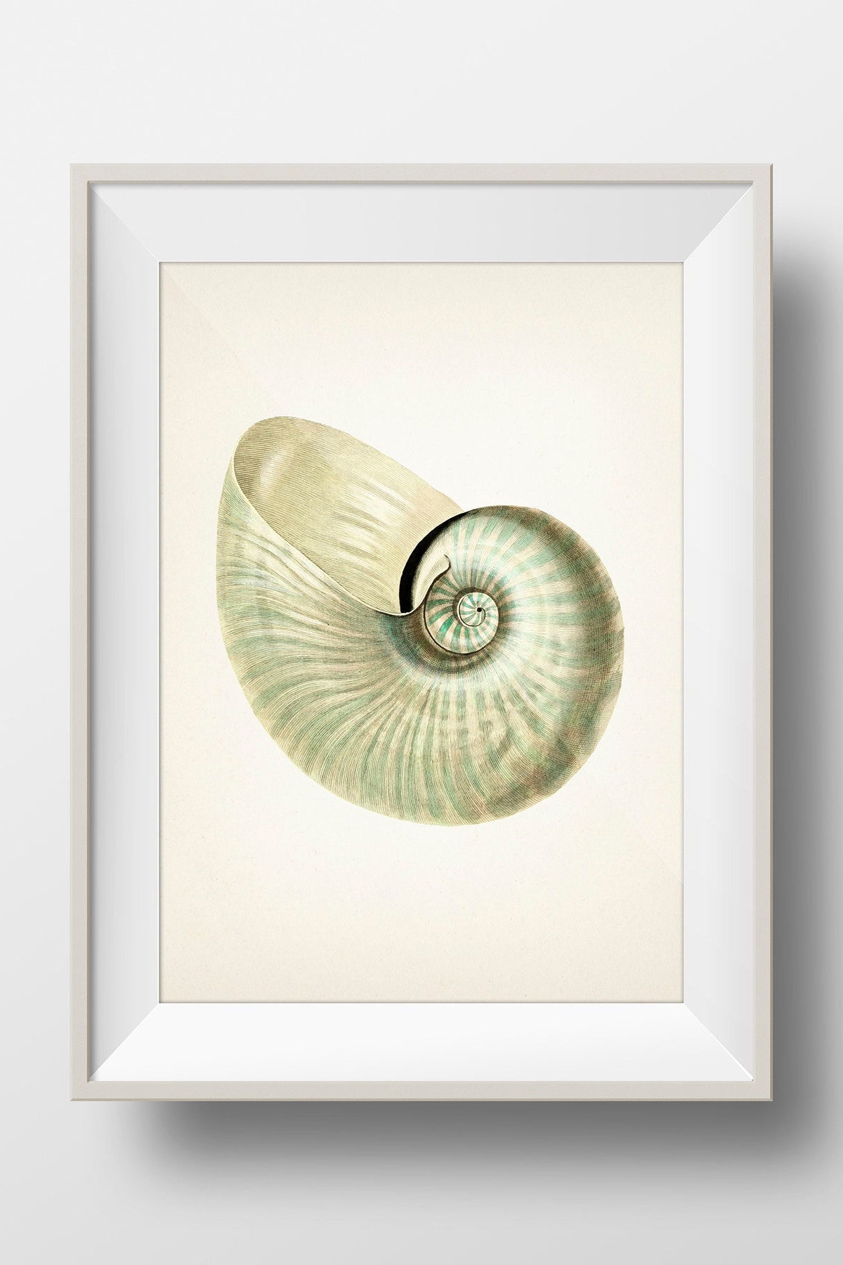 American Museum of Natural History Releases Vintage Drawings