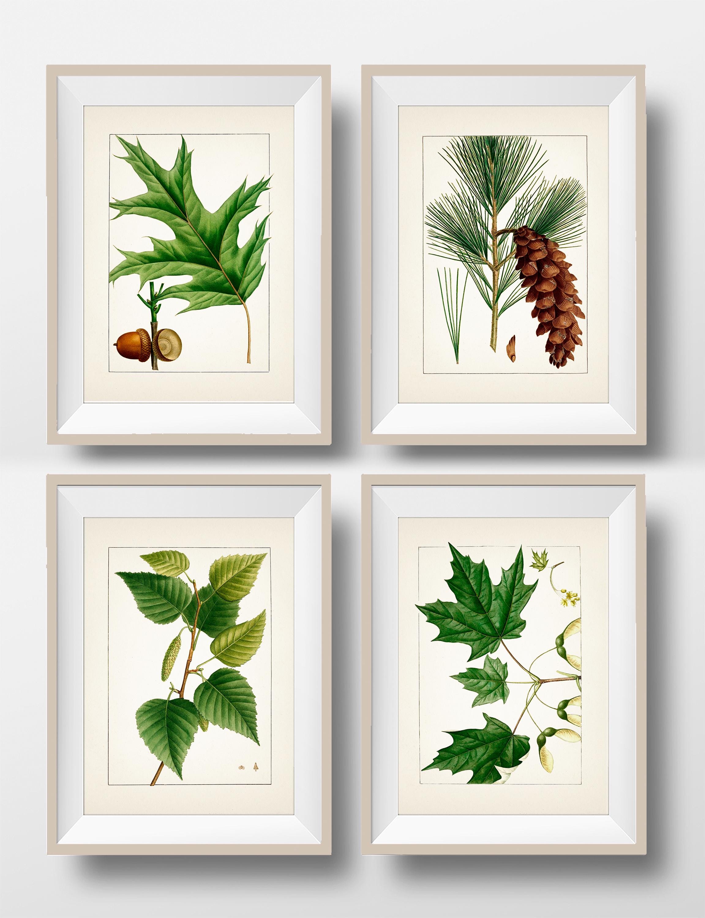 New England Iconic Trees. Local Regional Plant Drawings, Set of Four ...