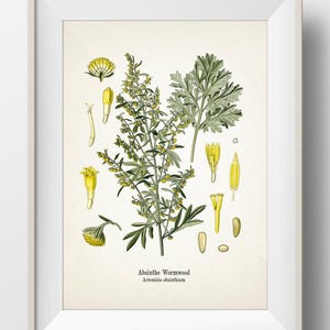 Pode incluir: Uma impressão botânica emoldurada com uma ilustração de Absinto (Artemisia absinthium). A obra de arte apresenta desenhos detalhados das folhas, flores e sementes da planta em tons de verde e amarelo sobre um fundo creme.