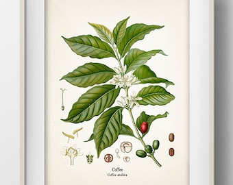 Vintage Coffee Print - KO-24 - Fine art prints of Kohler&#39;s vintage academia botanical illustration drawings