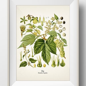 Hops - Humulus lupulus - Hop - KO-33 - Fine art prints of Kohler&#39;s vintage academia botanical illustration drawings