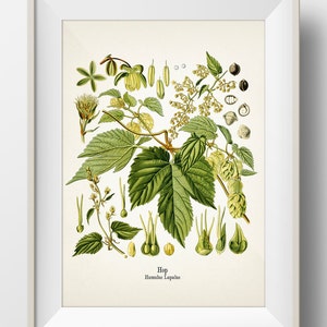 Hops - Humulus lupulus - Hop - KO-33 - Fine art prints of Kohler's vintage academia botanical illustration drawings