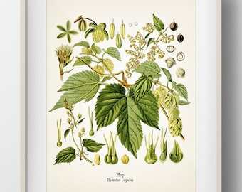 Hops - Humulus lupulus - Hop - KO-33 - Fine art prints of Kohler&#39;s vintage academia botanical illustration drawings
