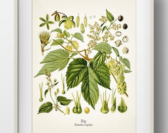 Hops - Humulus lupulus - Hop - KO-33 - Fine art prints of Kohler's vintage academia botanical illustration drawings