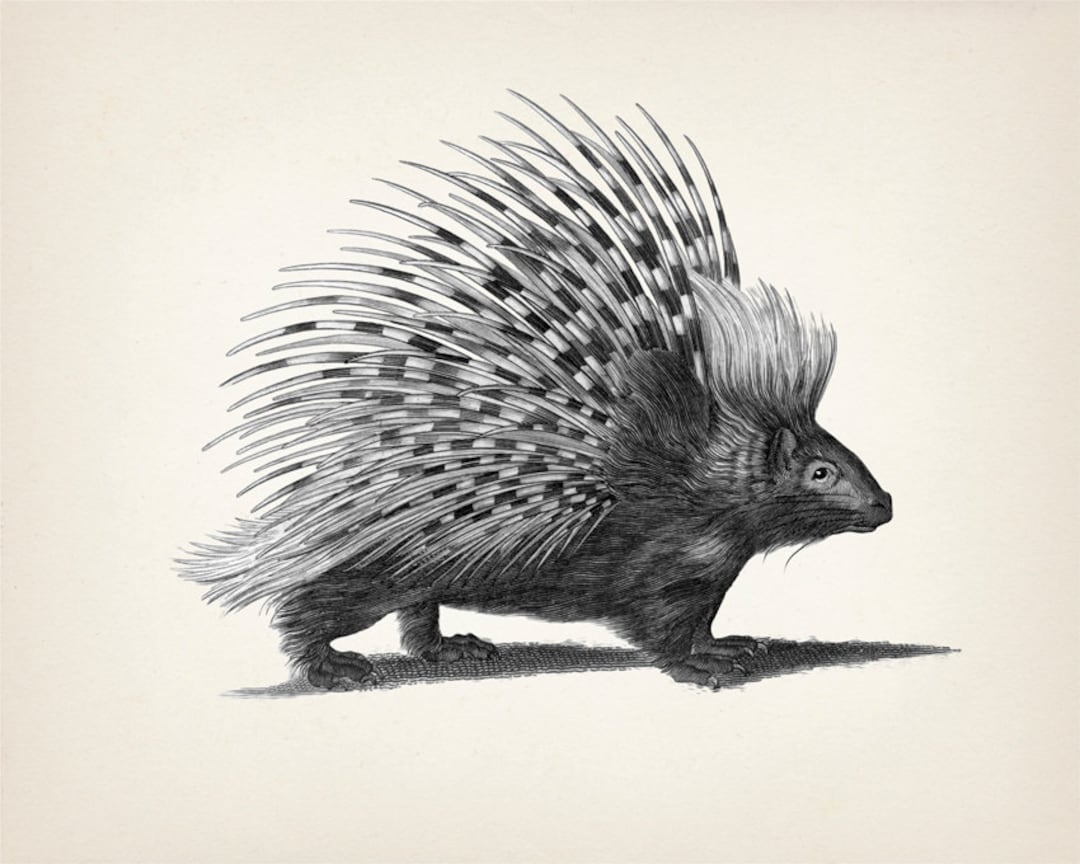 Porcupine Drawing Fine Art Print of a Vintage Natural Etsy