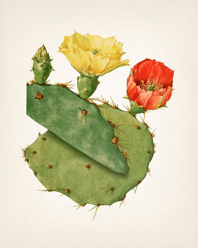 Prickly Pear Cactus Wall Art Set of Four PL50545560 Etsy