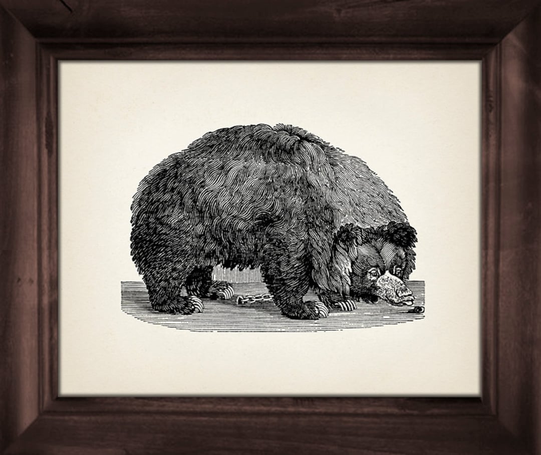 Bear Woodcut : Fine Art Print of a Vintage Natural History Academia ...
