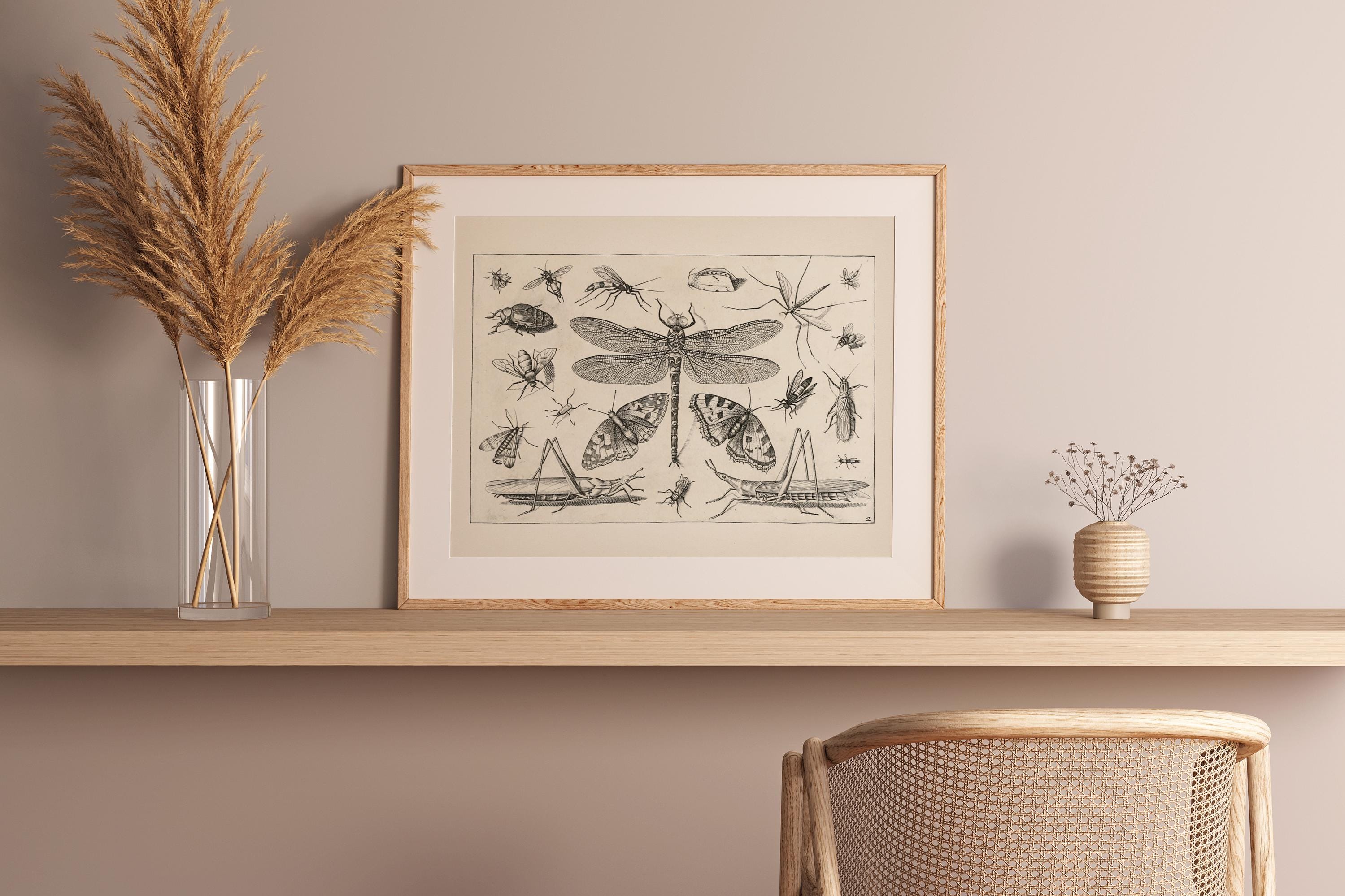 Insect Collage Drawing : Fine Art Print of a Vintage Natural