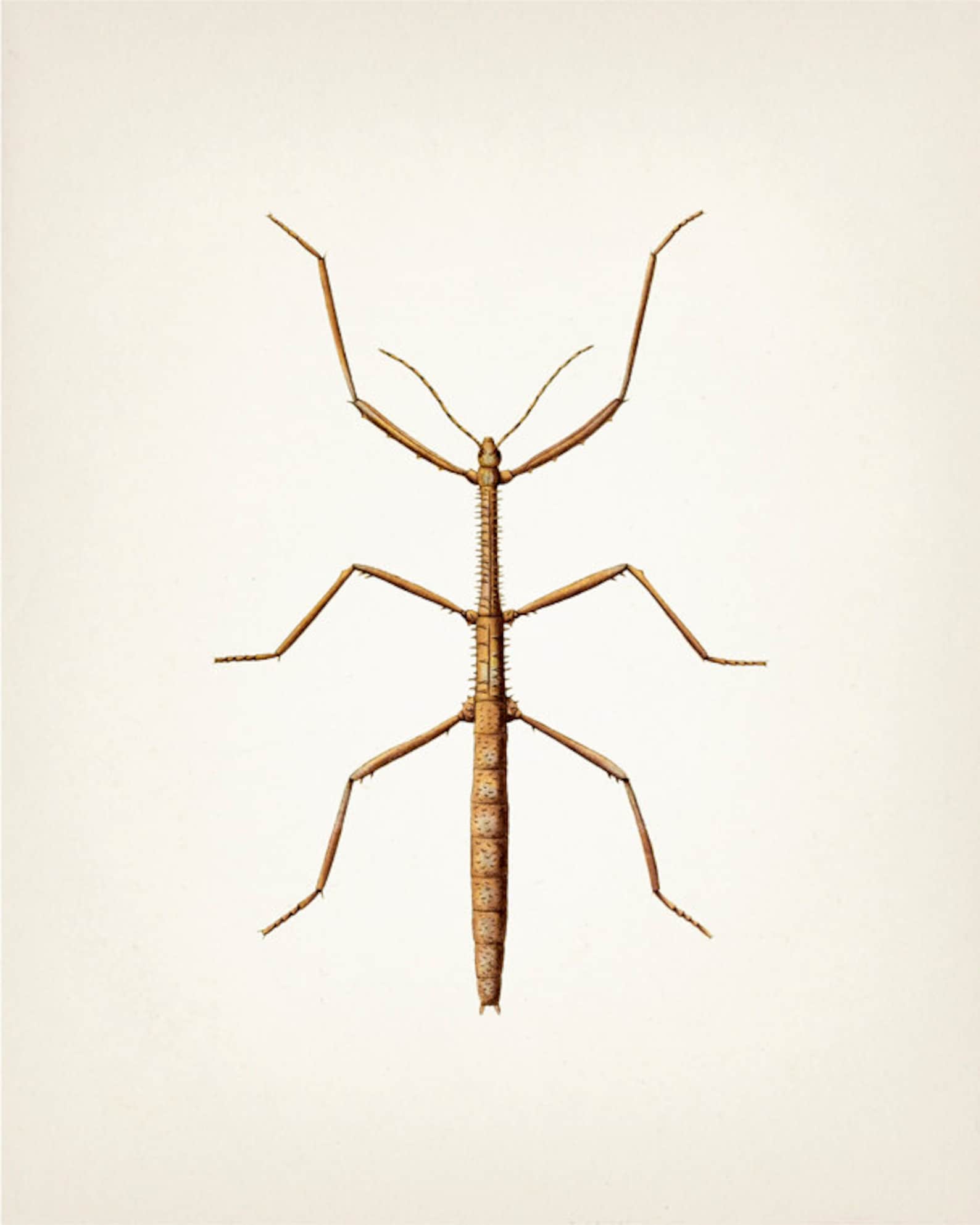 Discover The Mysterious World Of Stick Bug Larvae! - lm1g4y7