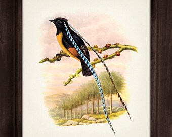 絵画 bird BIRDS 250 MODERN Postcards (L2535) | eBay