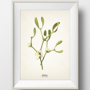 Mistletoe Plant Christmas Botanical Print - Holiday Wall Art - INCLUDES plant name on print - PL-05. Cottagecore aesthetic wall art