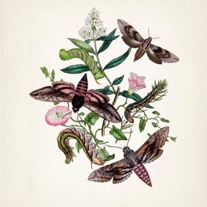 Unicorn Hawk Moth and Caterpillar : Fine art print of a vintage natural history academia illustration.  MO-20
