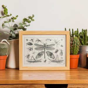Insect Collage Drawing : Fine Art Print of a Vintage Natural History ...