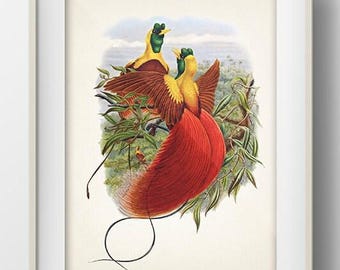 May include: Framed print featuring two birds of paradise. The birds have yellow heads, brown wings, and long, red tail feathers. They are perched on a leafy branch, with a light blue sky in the background. The print is in a white frame.