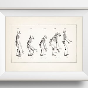 Skeletons of Primates - HU-27 - Evolutionary Fine art print of a vintage natural history academia illustration. Dark aesthetic wall art