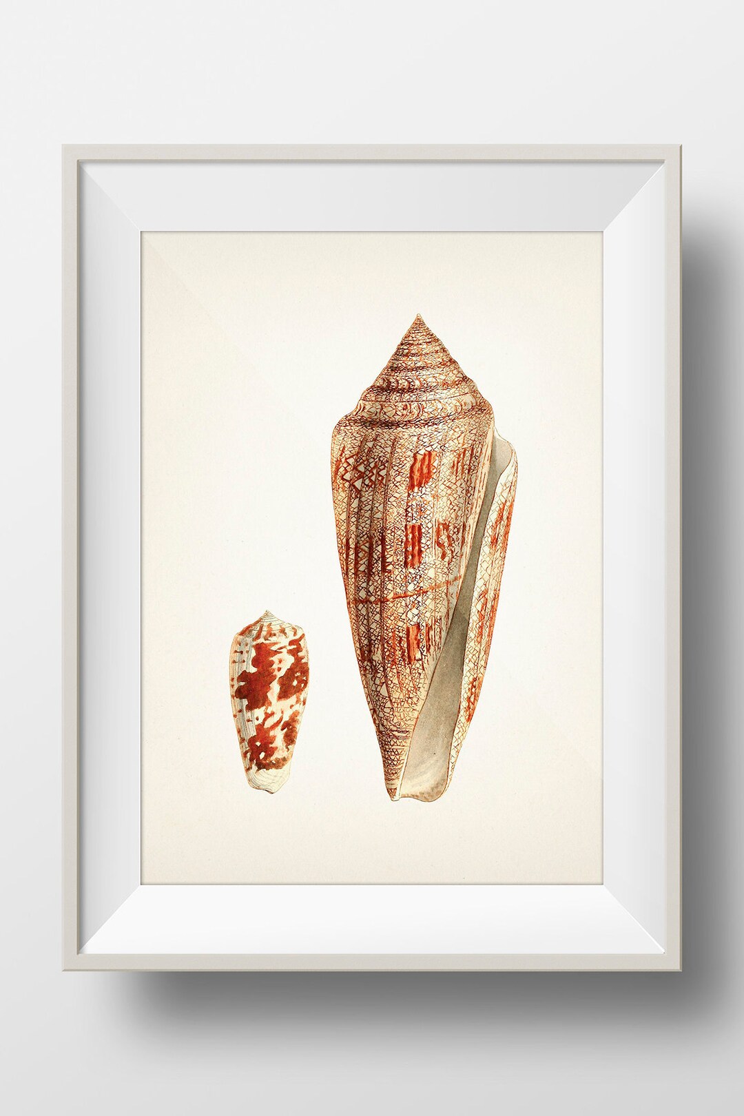 洋書 Shells - Classic Natural History Prints Shell No. 60 - SH-60 - Fine Art Print of a Vintage Natural