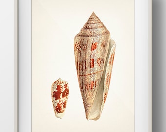 Shell No. 60 - SH-60 - Fine Art Print of a Vintage Natural