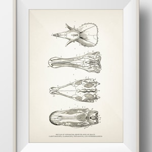 Dinosaur Skulls - DI-12 - Fine art print of a vintage natural history academia illustration -