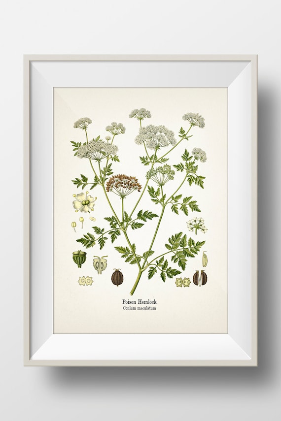 Poison Hemlock - Conium maculatum - Fine art prints of Kohler's vintage academia botanical illustration drawings