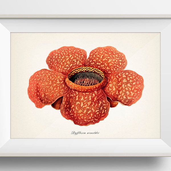 Corpse Lily - Rafflesia arnoldii - PL-05 - Fine art print of a vintage natural history academia botanical illustration