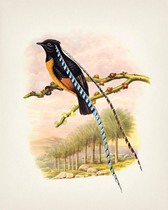 King of Saxony Bird of Paradise (pteridophora Alberti) - BP