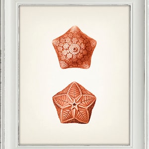 Orange Starfish 1 - - Fine Art Print of a Vintage Natural History Academia Illustration - Etsy