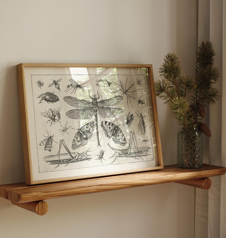 Insect Collage Drawing : Fine Art Print of a Vintage Natural History ...