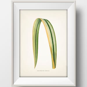 Plant Leaf Wall Art No. 16: PHORMIUM TENAX New Zealand Flax [Lf-16] Fine art print of a vintage academia gallery wall botanical illustration