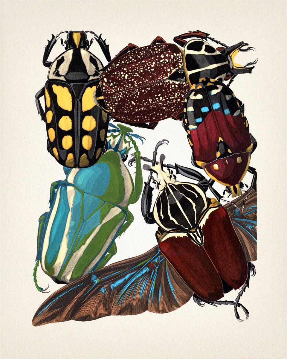 Insects No. 11 [1926] Insectes - IN-51 - Fine Art Print of a Vintage ...