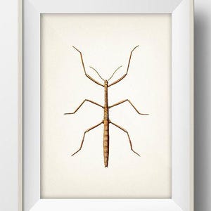 May include: A framed print featuring a detailed illustration of a stick insect. The insect is depicted in shades of brown and tan against a cream-colored background. The artwork is encased in a white frame, suitable for home decor.