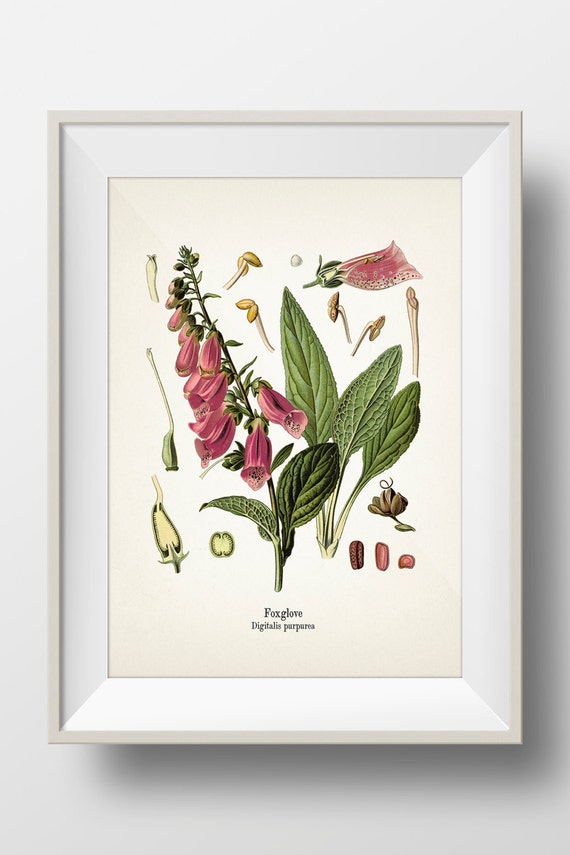BOTANICAL ART 【import品】 BOTANICAL ART 【import品】 【公式通販】