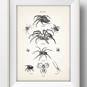 Spiders Illustration - Tarantula, Araneae, Araneidae [1806] -IN-19 Fine art print of a vintage insect natural history academia illustration
