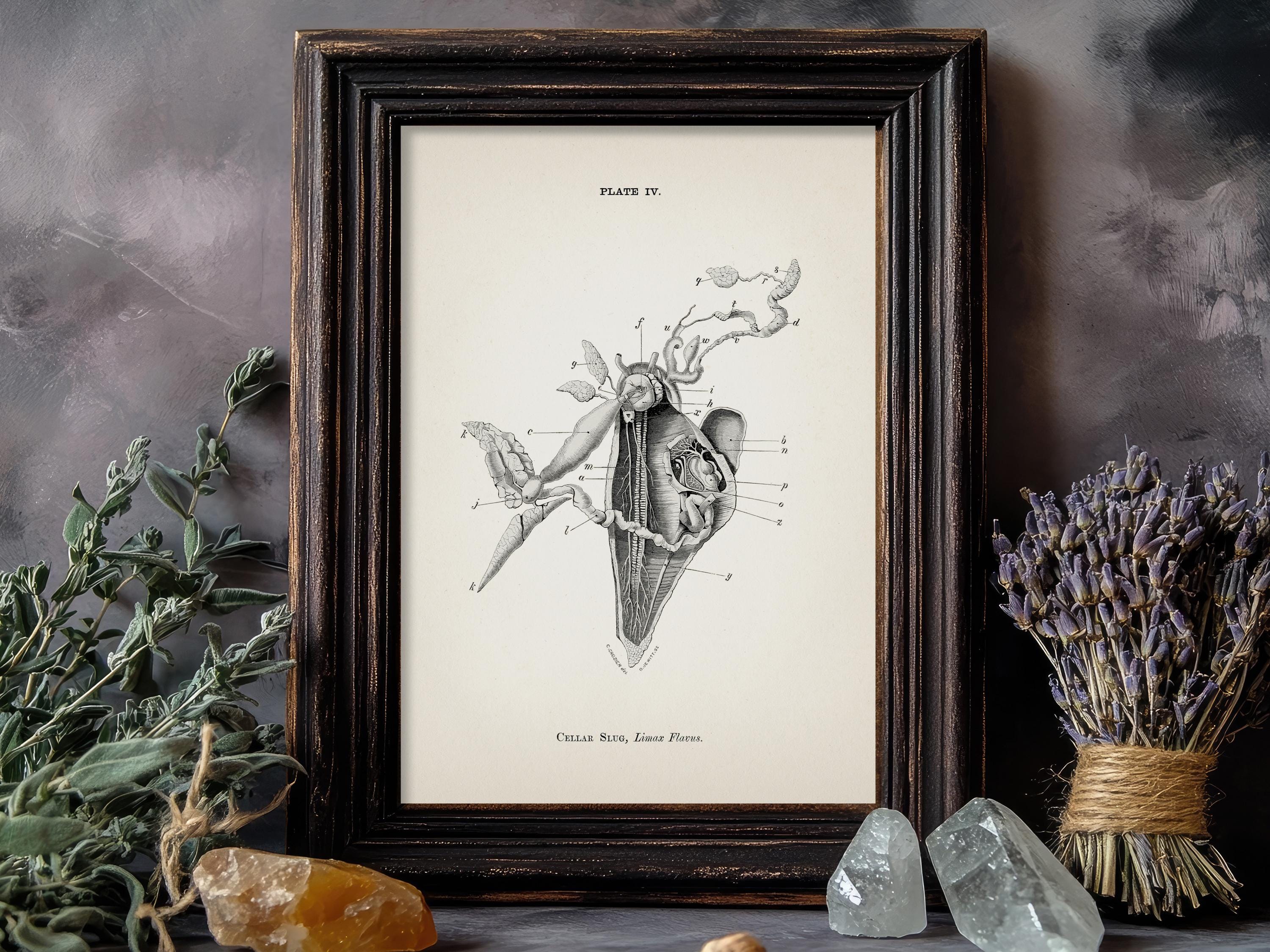 Cellar Slug Dissection Anatomy Diagram [1870] AN-19 - Fine Art Print of ...