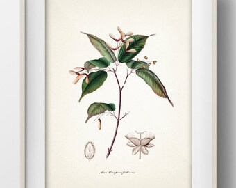 Tree (Acer Carpinifolium) - TR-02 - Fine art print of a vintage natural history academia illustration.