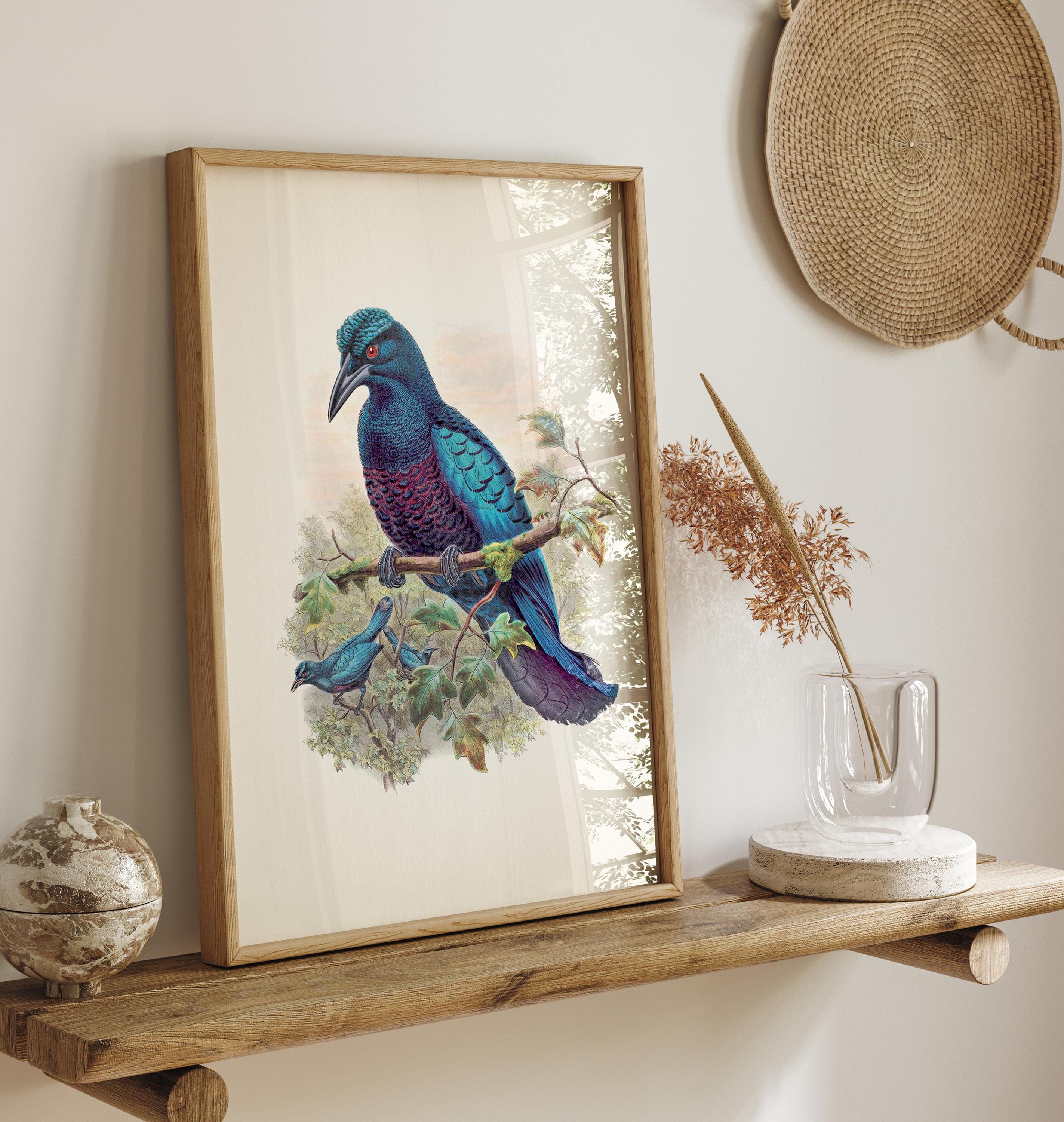 Curl Crested Manucode Bird of Paradise (manucodia Comrii) - BP-05 ...