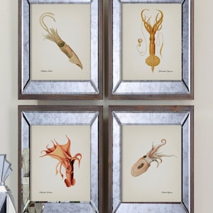 Squid Vintage Print Set - Orange and Cream - Fine art prints of a vintage natural history academia illustration