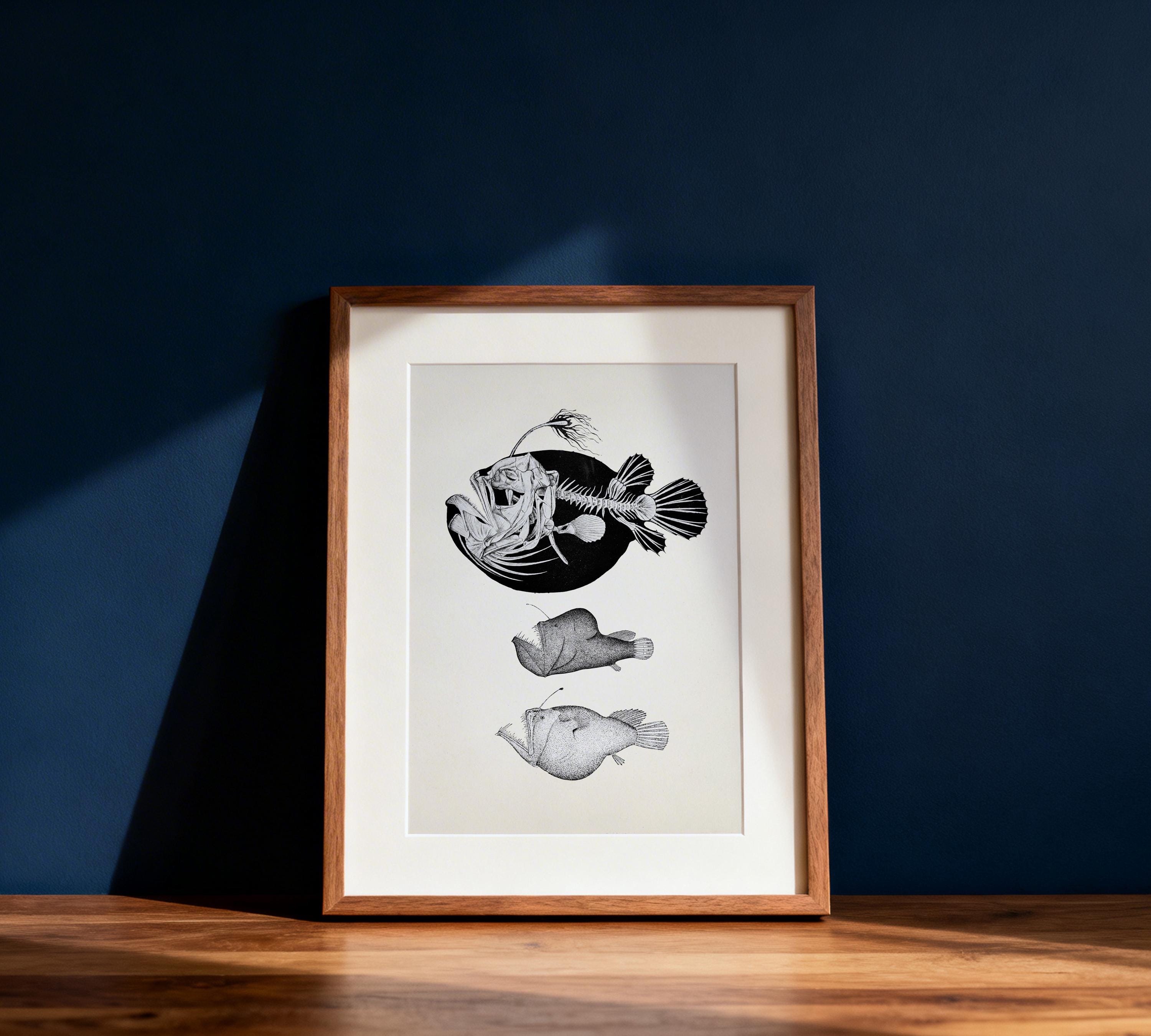 Angler Fish Skeleton - Scientific Anatomy Drawing - AN-01 Fine Art ...
