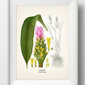 Turmeric - Curcuma longa - KO-70 - Fine art prints of Kohler&#39;s vintage academia botanical illustration drawings
