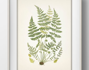 Fern Series No. 7 [1855] - PL-77 - Fine art print of a vintage academia botanical natural history illustration