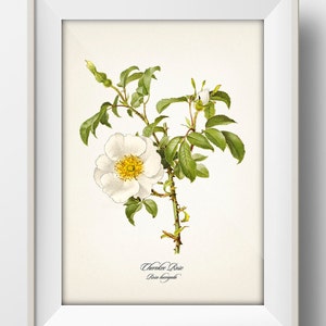 Cherokee Rose - Georgia State Flower - Rosa laevigata - FL-31 - Fine art print / poster of a vintage academia floral botanical illustration