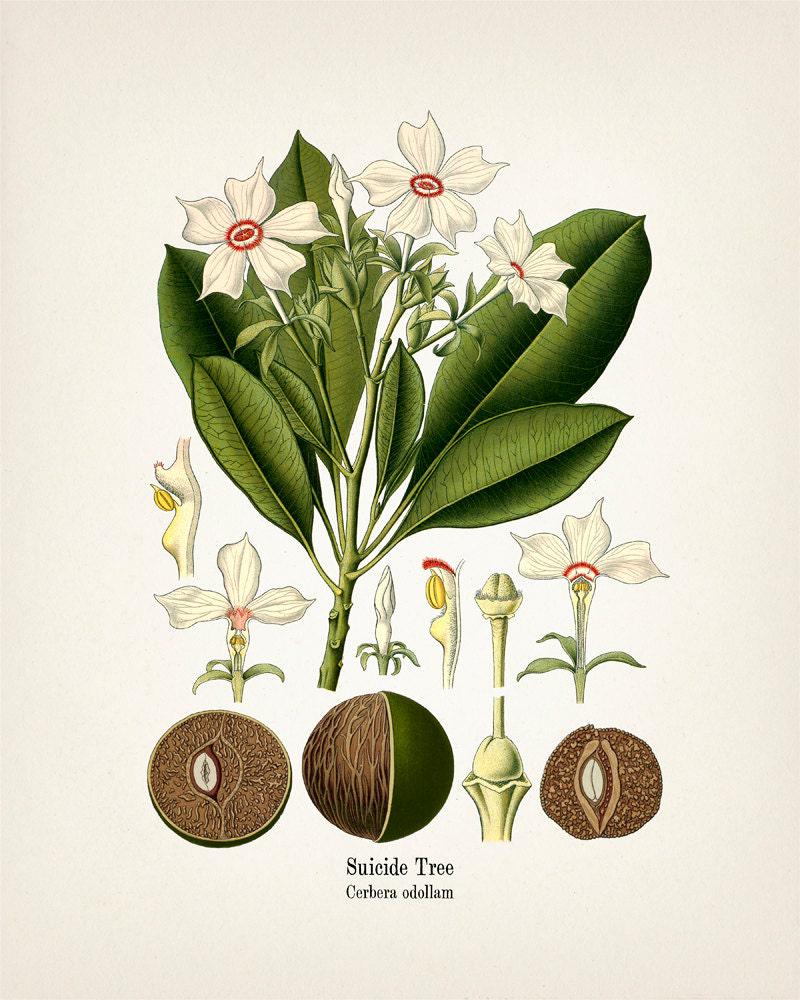Suicide Tree Botanical Print - Cerbera Odollam - KO-51 - Fine Art Prints of  Kohler's Vintage Academia Botanical Illustration Drawings - Etsy