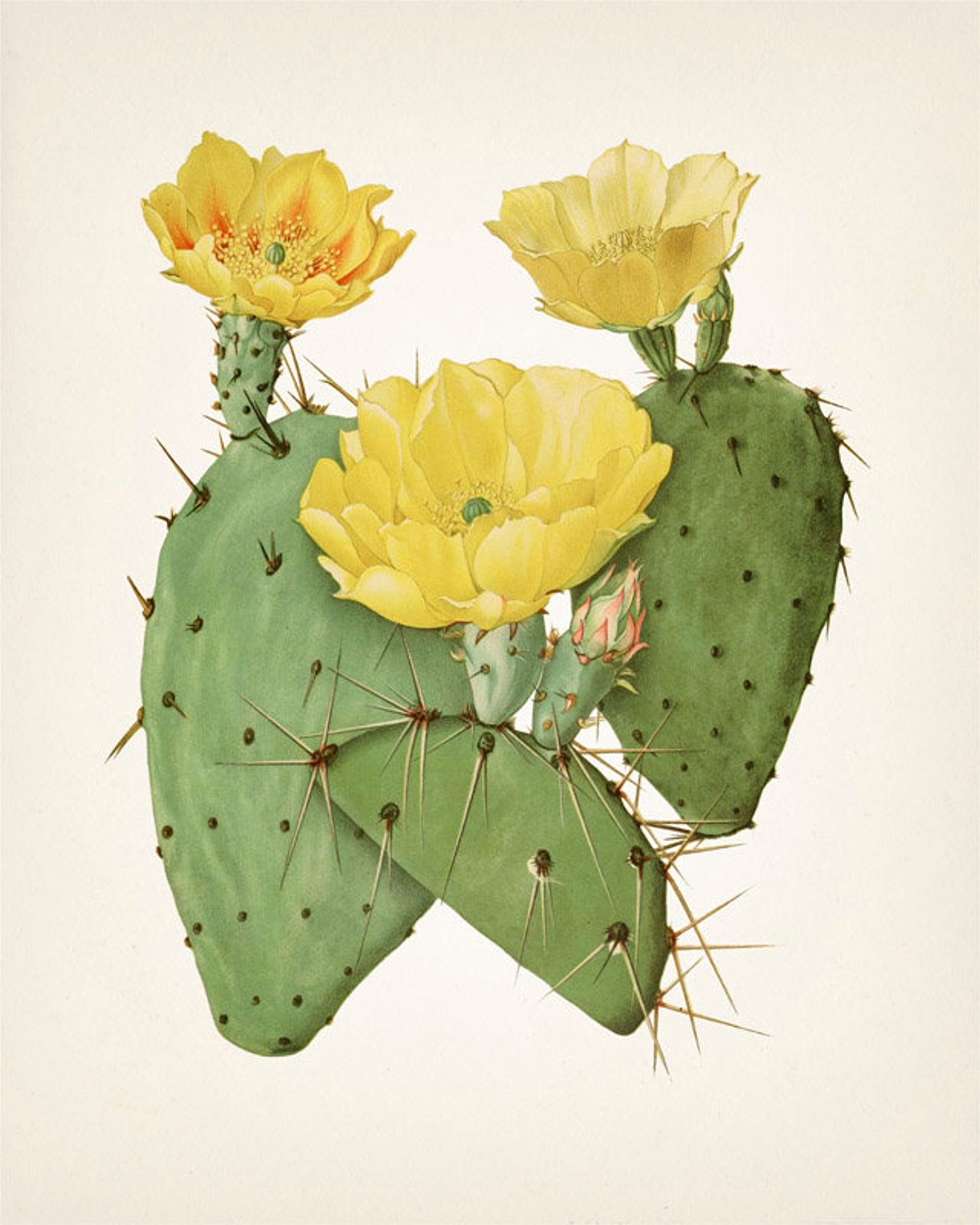 Prickly Pear Cactus Wall Art Set of Four PL50545560 Etsy