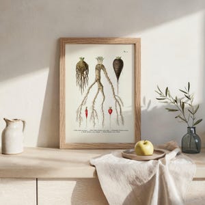 May include: A framed botanical print featuring detailed illustrations of various root vegetables, including parsnips and radishes. The artwork is in a wooden frame and is displayed on a light-colored surface. A small vase with greenery and a yellow apple on a plate are also visible.