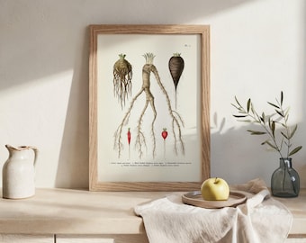 Könnte beinhalten: Ein gerahmter botanischer Druck mit detaillierten Illustrationen verschiedener Wurzelgemüse, darunter Pastinaken und Radieschen. Das Kunstwerk befindet sich in einem Holzrahmen und wird auf einer hellen Oberfläche präsentiert. Eine kleine Vase mit Grün und ein gelber Apfel auf einem Teller sind ebenfalls zu sehen.
