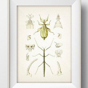 Leaf Insect and Stick Bug : Fine art print of a vintage natural history academia illustration,  IN-11