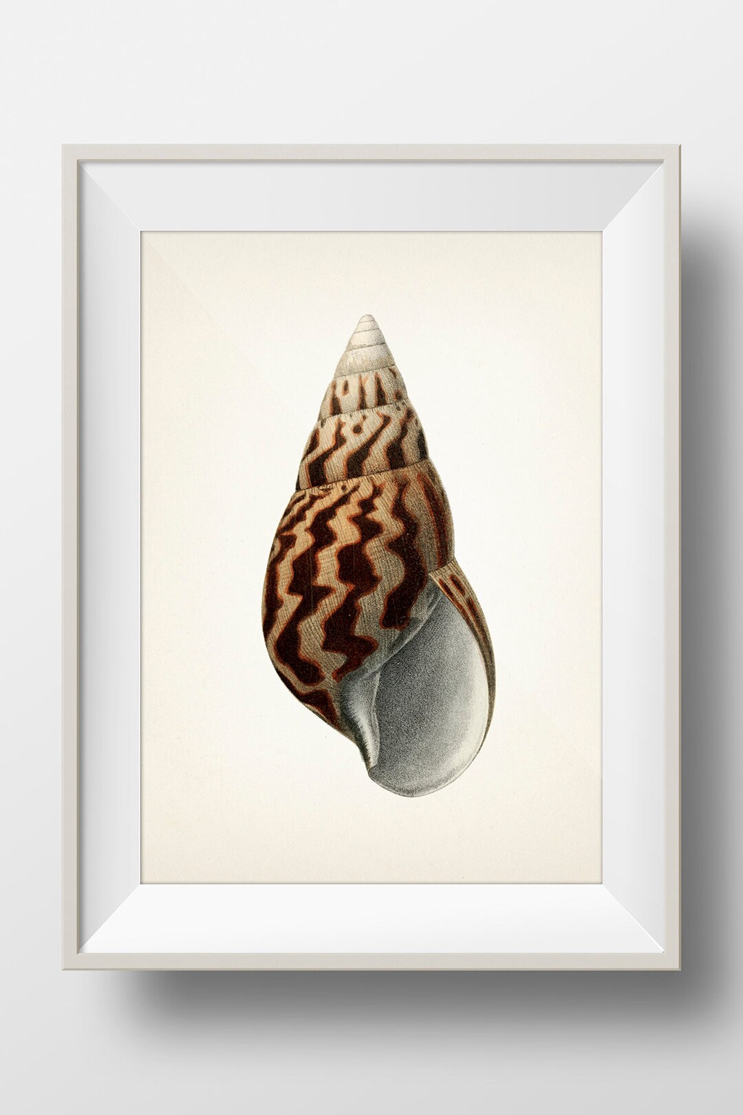 Shells - Classic Natural History Prints - Dance, S. Peter