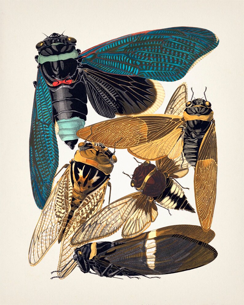 Insects No. 01 [1926] Insectes - IN-41 - Fine Art Print of a Vintage ...
